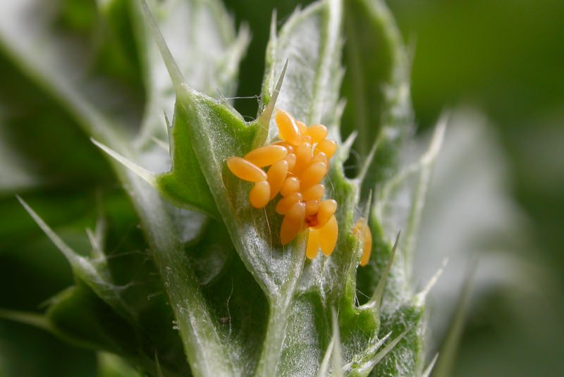 Coccinella septempunctata eggs