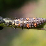 Coccinella septempunctata