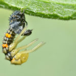 Coccinella septempunctata emergence