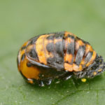 Coccinella septempunctata pupae