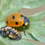 Coccinella septempunctata just after emergence