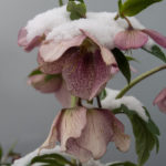 helleborus-hage