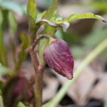helleborus-knopp-1