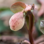 helleborus-knopp-2
