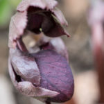 helleborus-knopp-3
