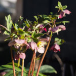 helleborus-knopp-4