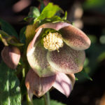 helleborus-knopp-5