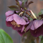 helleborus-lilla