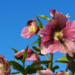 helleborus-navnsort-1