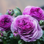 herde-planter-2