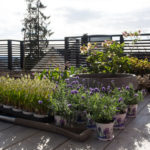 humleblomster-planer-1