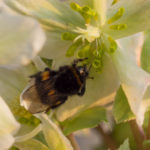 humler-helleborus-1