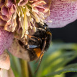 humler-helleborus-2