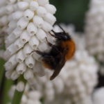 hvit-perleblomst-humle