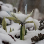 iris-vaar