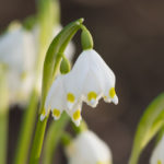 klosterklokke-blomst-1