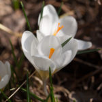krokus-hvit-1