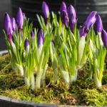 krokus-krukke