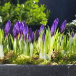 krokus-stripe-1