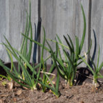 luftlokplanter-1