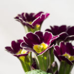 primula