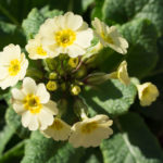 primula-gul-1
