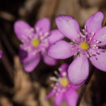 roed-blaaveis-1