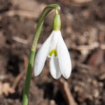 snoklokke-blomst-1
