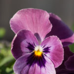 stemor-rosa