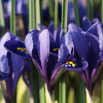 vaariris