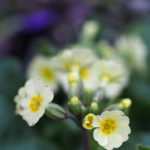 vaarkrukker-blomster-3