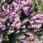 vaarkrukker-blomster-4
