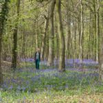 anne-bluebells-skog