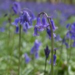 bluebell-2