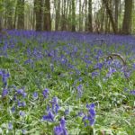 bluebells