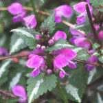 flicker-martius-lamium