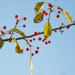 flicker-sargenteple-2