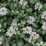 flickr-lamium-matt_fletcher