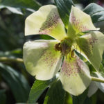helleborus-1