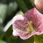 helleborus-2