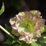 helleborus-3