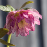 helleborus-4