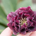 helleborus-5