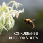 humle-konk400