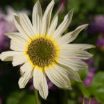 humleblomster-1