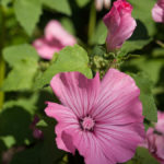 humleblomster-2