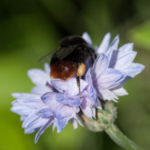 humleblomster-3