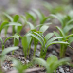 koreander-froeplanter