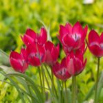 little-beauty-2