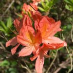 rhododendron